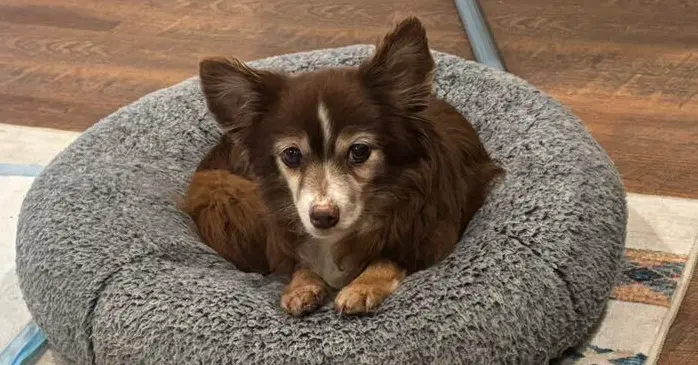 Coco image 4