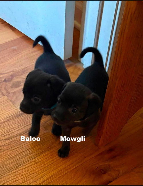Baloo photo 3