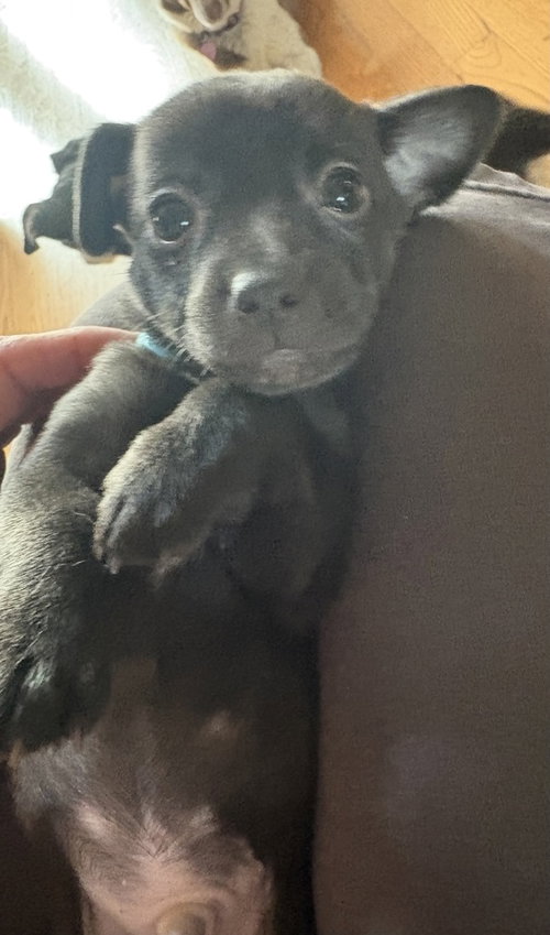 Mowgli photo 4