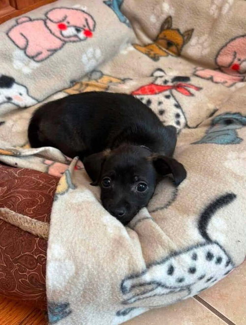 Mowgli