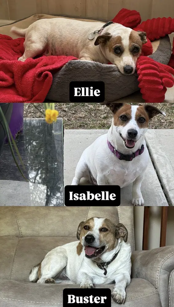 Isabelle image 2