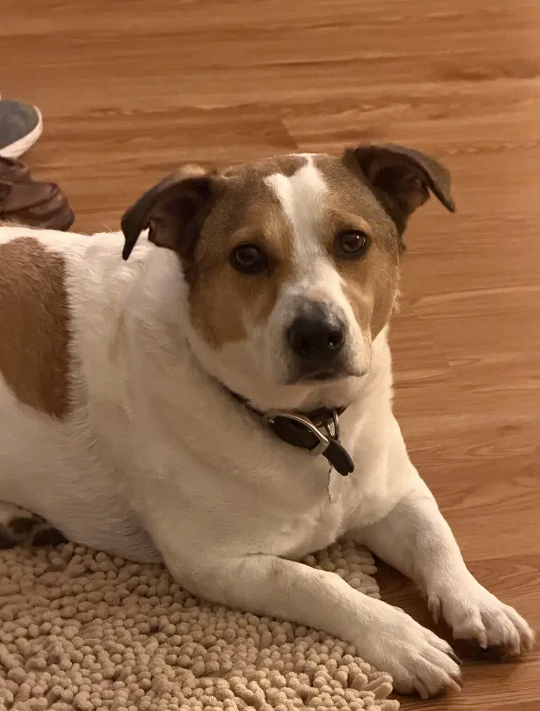 Buster - Jack Russell Terrier