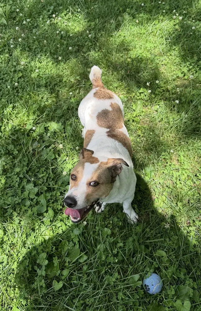 Buster image 4