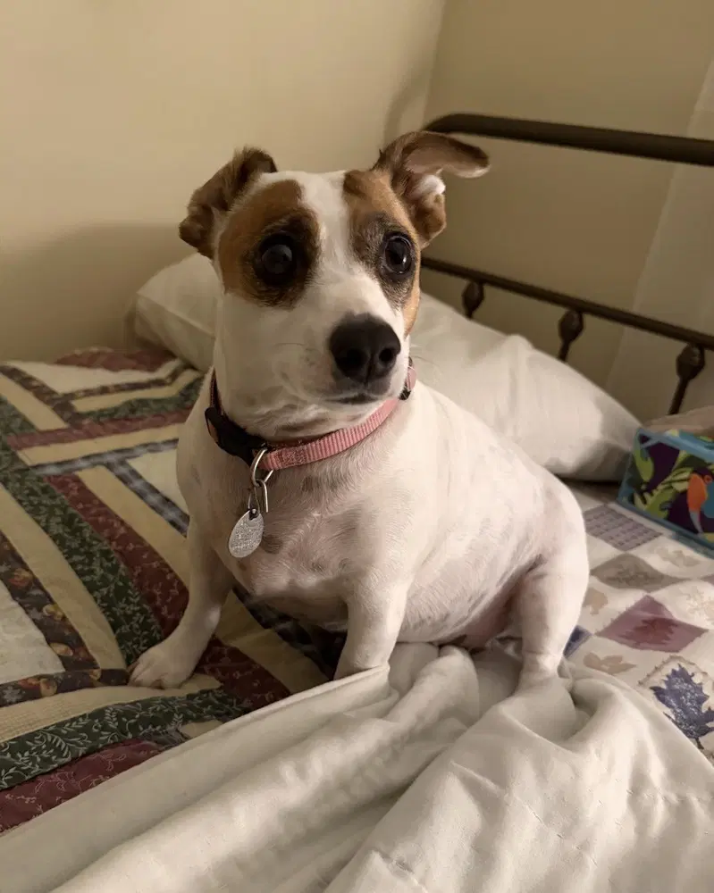 Ellie - Jack Russell Terrier