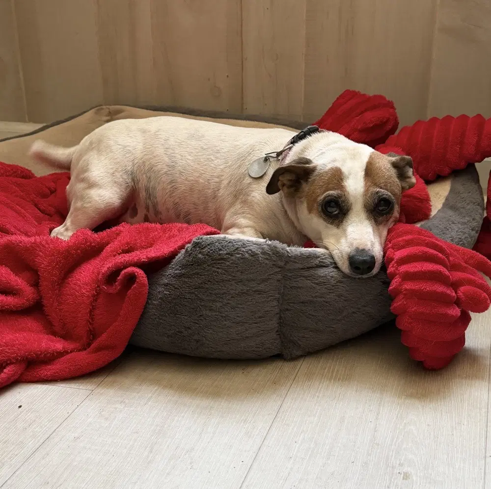 Ellie - Jack Russell Terrier