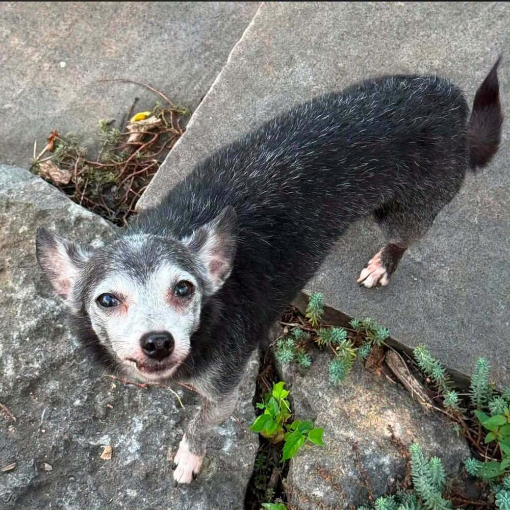 Abe - Chihuahua