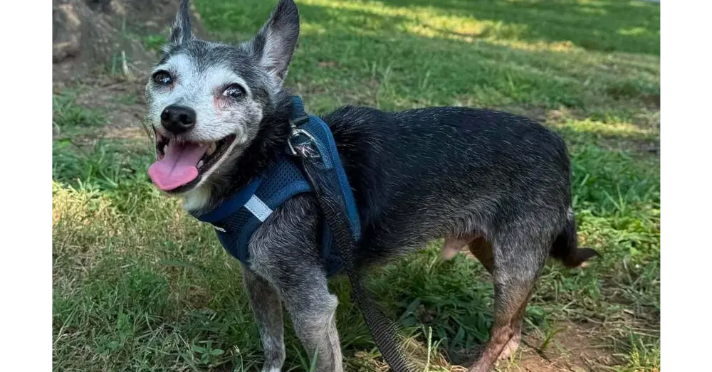 Abe - Chihuahua