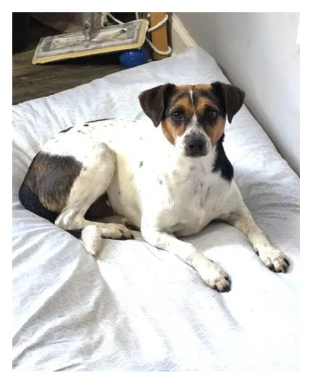 Lucy - Rat Terrier