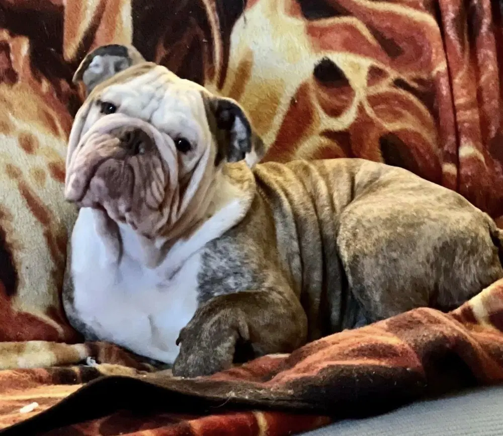 Bruno image 1