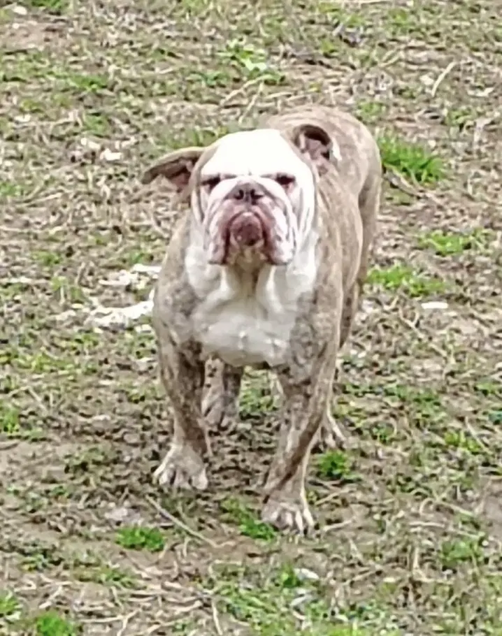 Bruno image 2