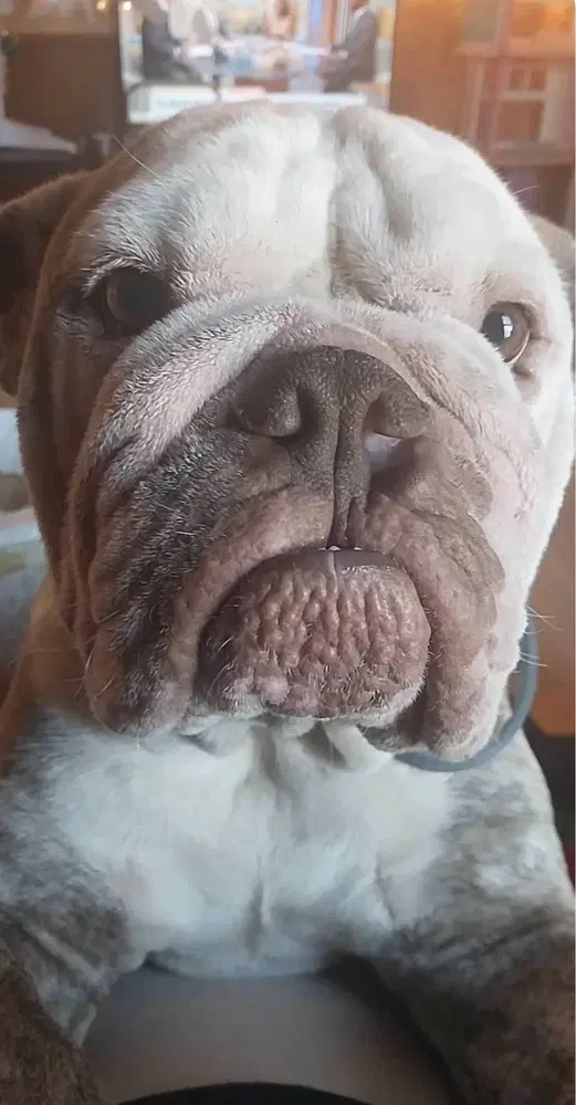 Bruno image 3
