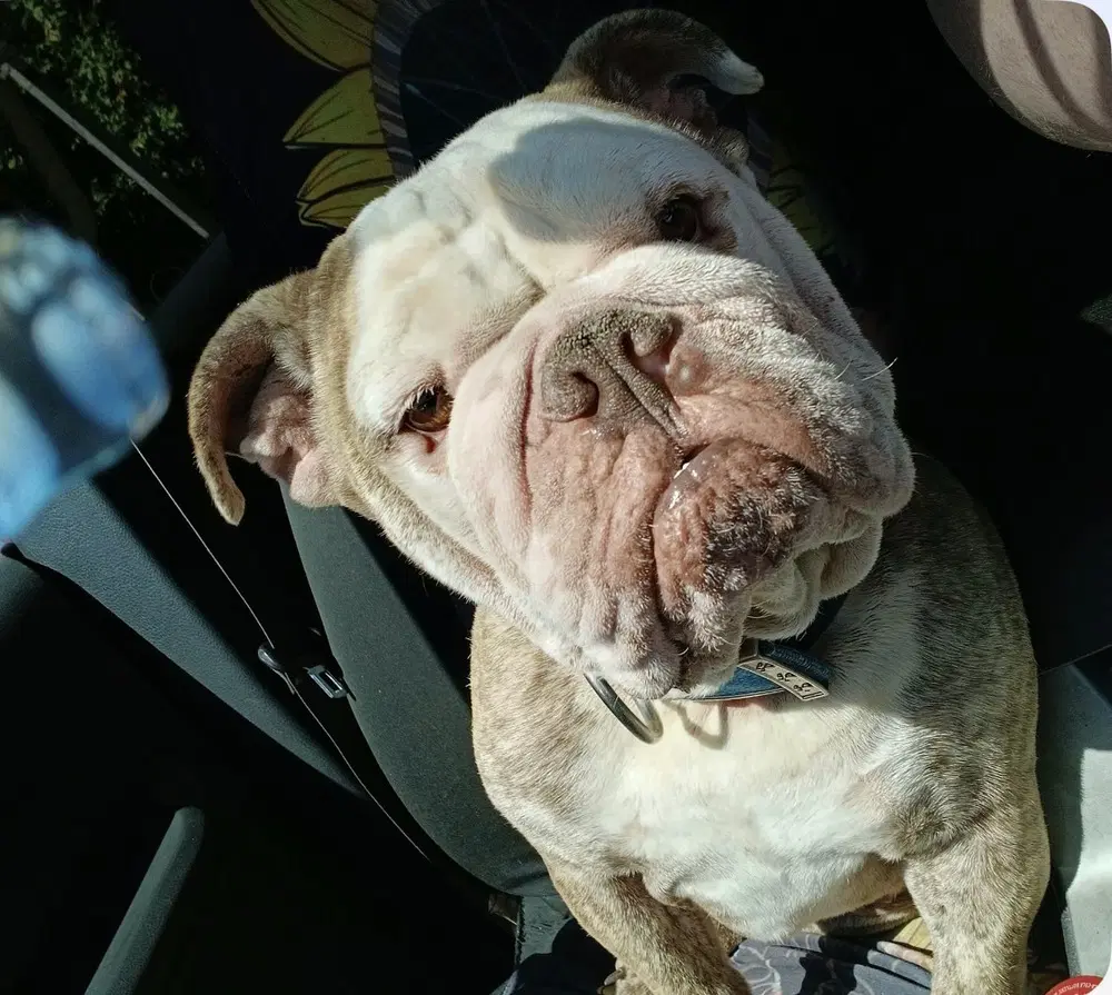 Bruno image 4