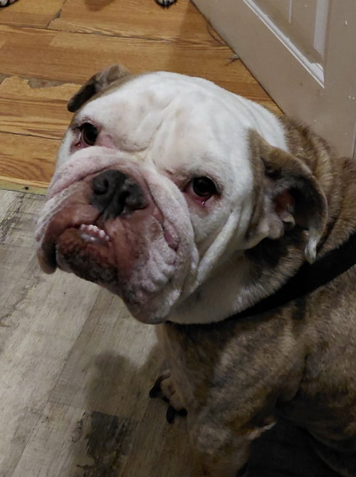 Bruno