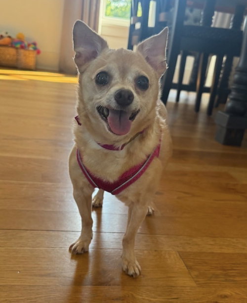 Chloe aka (Lighting)