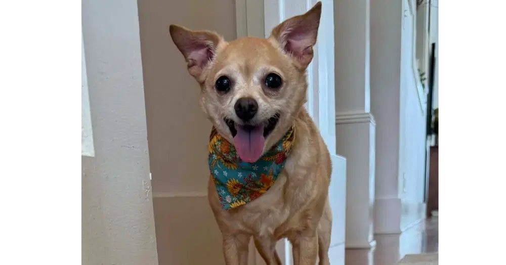 Chloe Aka Lighting - Chihuahua