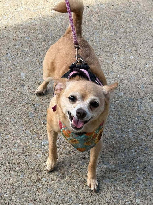 Chloe aka (Lighting)~, a dog for adoption from Russell Rescue, Inc.
