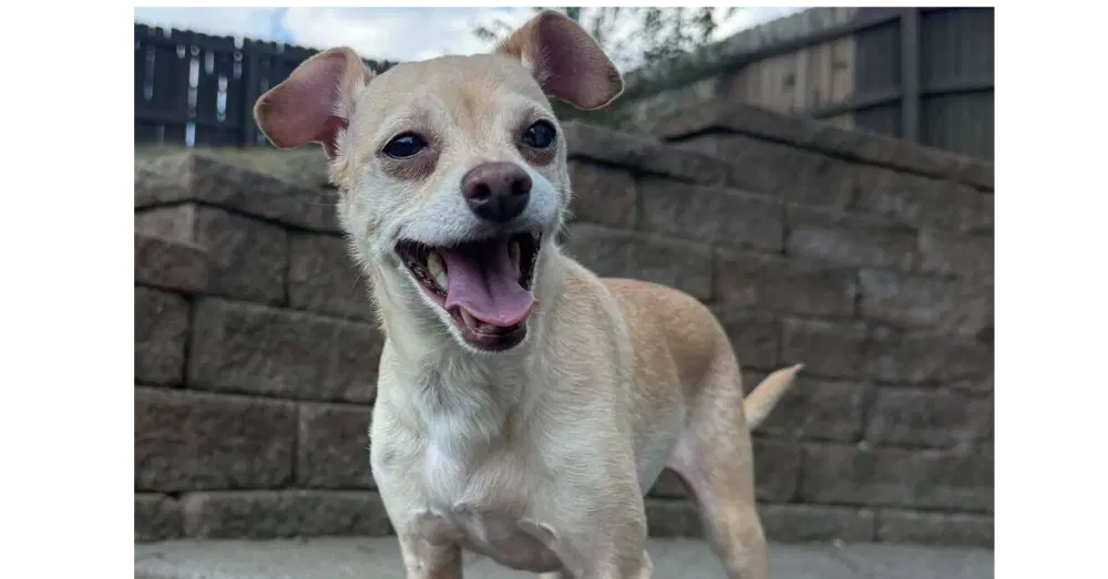 Marley Aka Thunder - Chihuahua