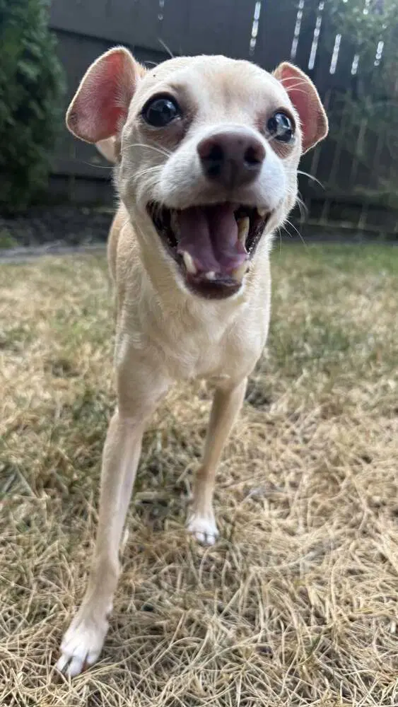 Marley Aka Thunder image 2