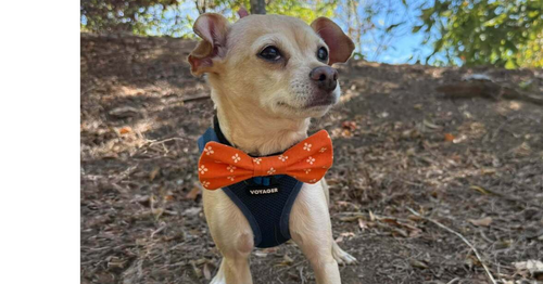 Marley aka (Thunder)~, a dog for adoption from Russell Rescue, Inc.