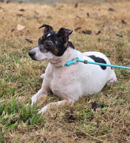 Kon, a dog for adoption from Russell Rescue, Inc.