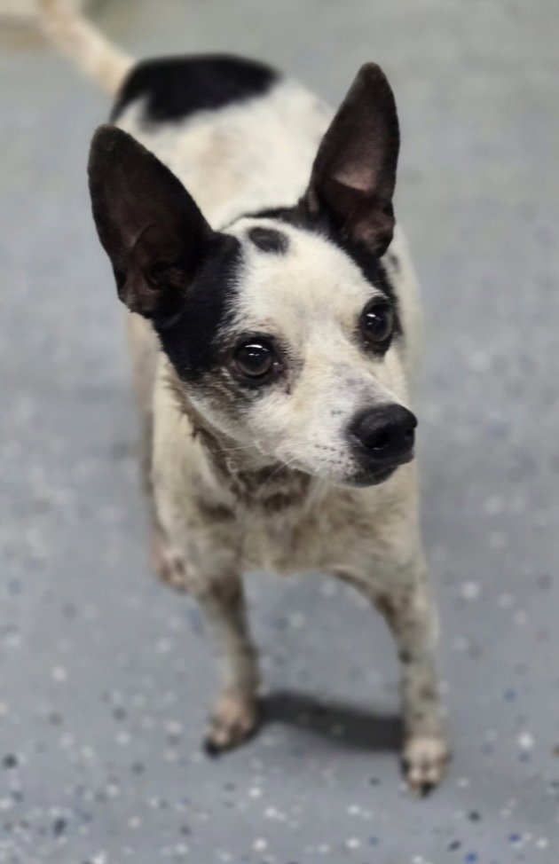 Spot, Jack Russell Terrier