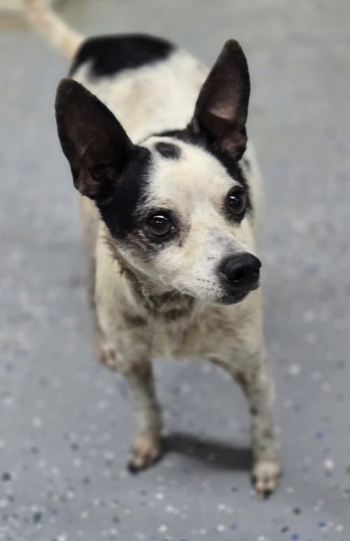Photo 3 of Spot
