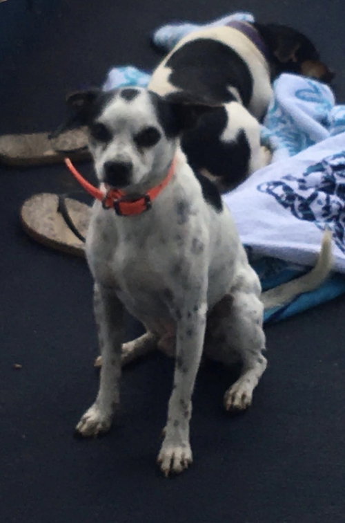 Photo 4 of Spot
