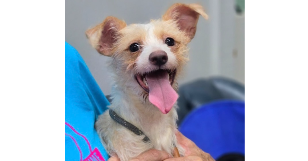 Canelo~, Wirehaired Fox Terrier