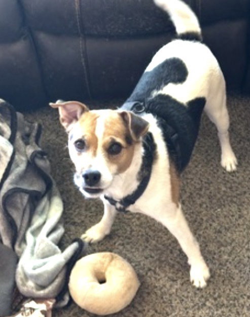 Dude, Jack Russell Terrier