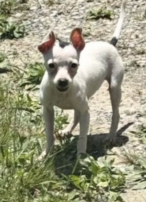 Oreo, a dog for adoption from Russell Rescue, Inc.