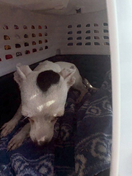 Photo 3 of Oreo