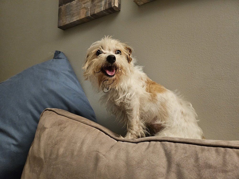 Punk ~ aka Puck, Terrier
