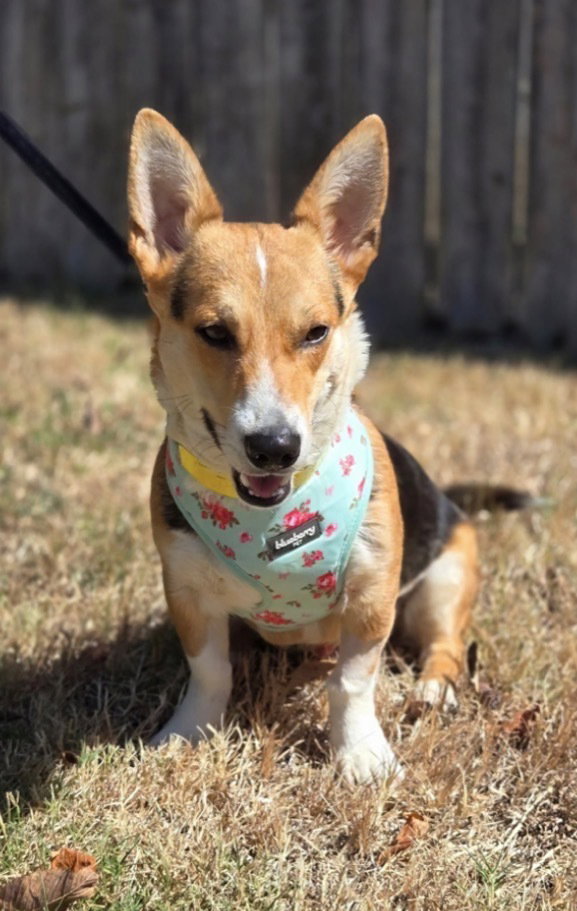 Wedge, Pembroke Welsh Corgi