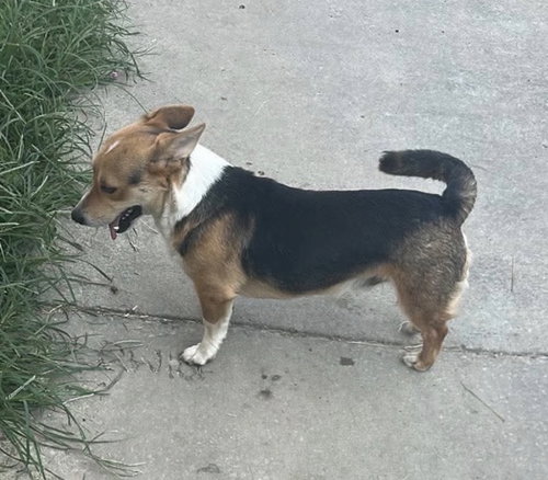 Photo 4 of Wedge