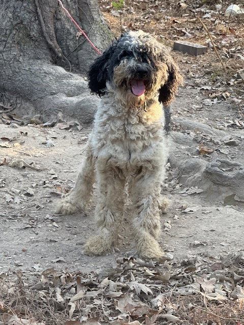Jaco, a dog for adoption from Russell Rescue, Inc.