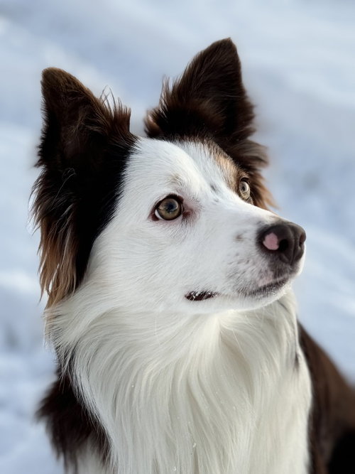 Possum, a dog for adoption from Russell Rescue, Inc.