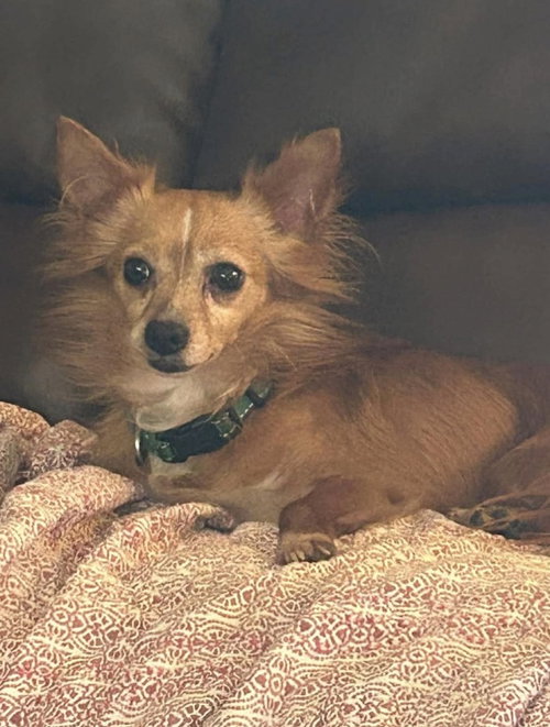 Katniss and Pipi ( bonded female and male), a dog for adoption from Russell Rescue, Inc.