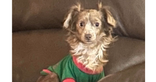 Little Man ~, a dog for adoption from Russell Rescue, Inc.