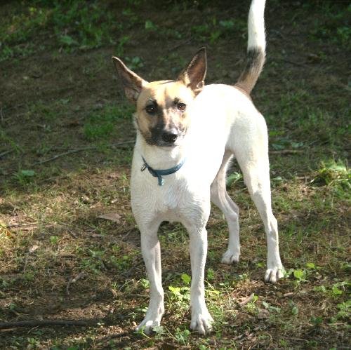 adoptable Dog in Columbia, TN named Swish
