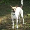 adoptable Dog in columbia, IA named Swish