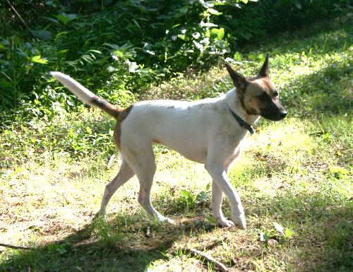 SWISH - Jack Russell Terrier available for adoption