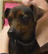 adoptable Dog in , TN named Trey/KY