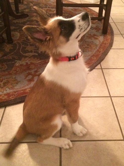 Meeko