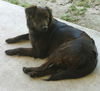 Chula