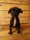 Bruno 3