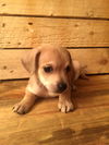 Brownie 5