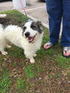 Sprocket