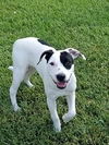 Dottie 2