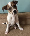 Sadie Mae