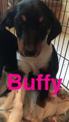 Buffy